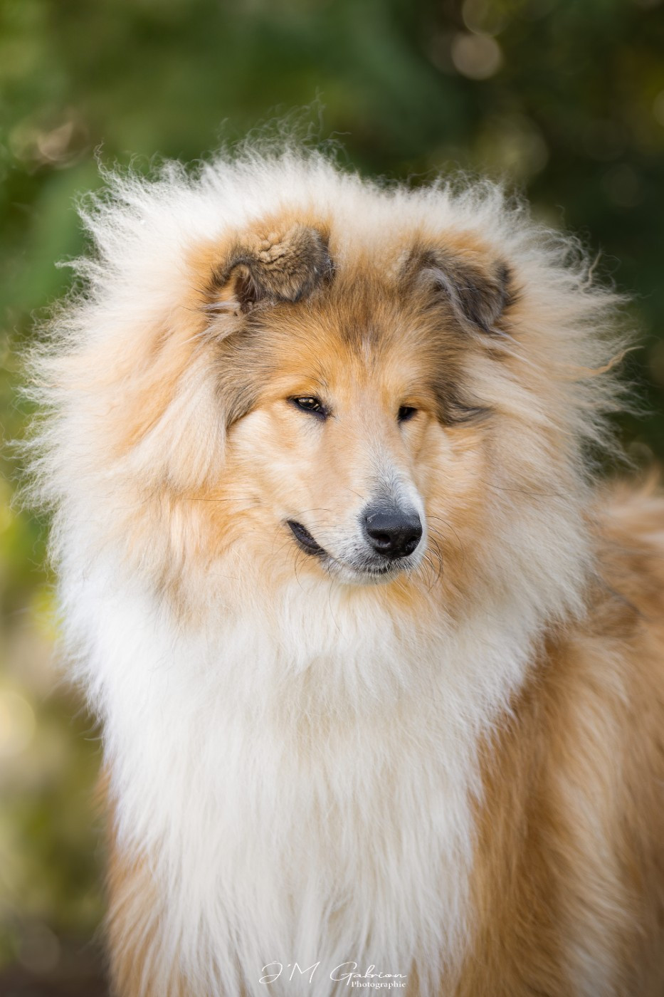 Altesse Royale  Du Royaume De Saftempie