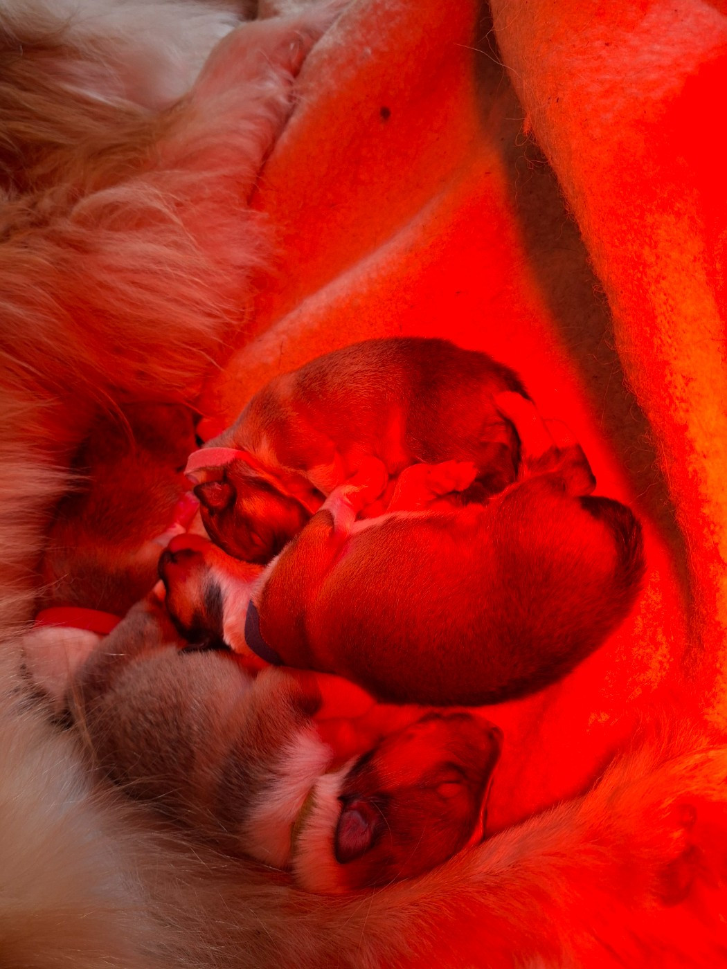 Naissance des bébés de Saphire