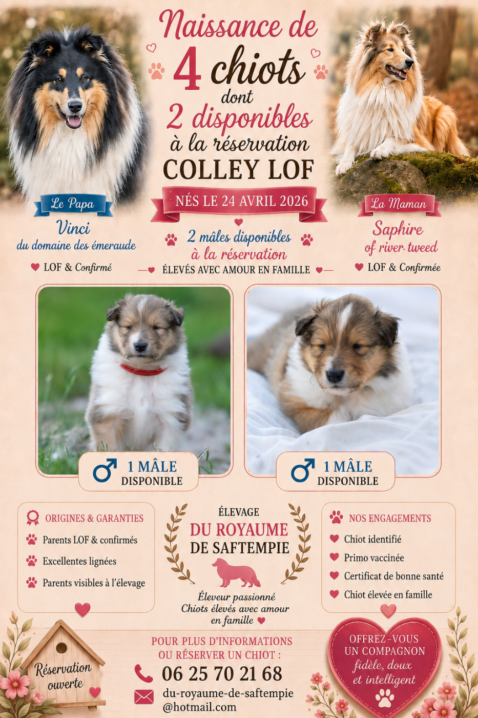2 chiots mâles disponibles a la réservation