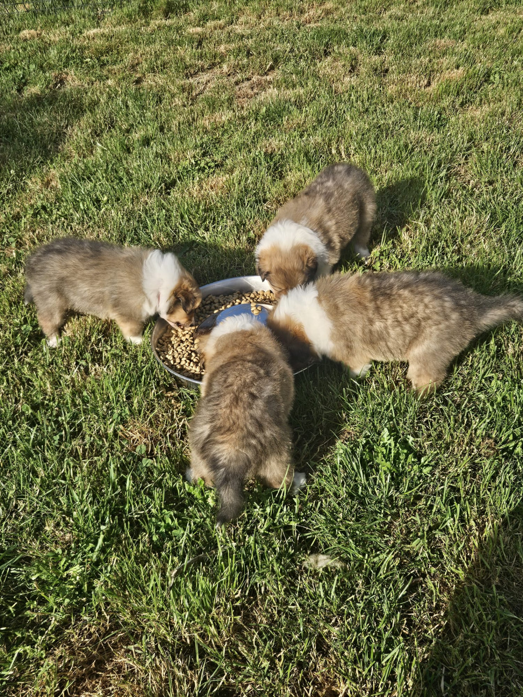 Chiot Colley à poil long Du Royaume De Saftempie