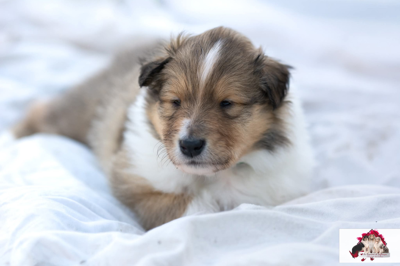 Du Royaume De Saftempie - Chiots disponibles - Colley à poil long
