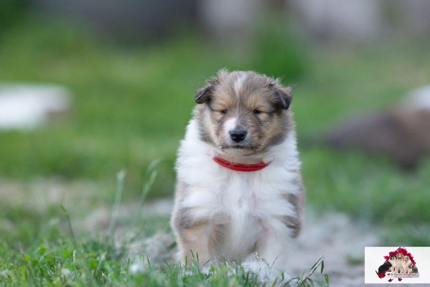 Du Royaume De Saftempie - Chiots disponibles - Colley à poil long